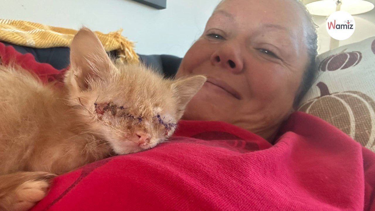 Elle est volontaire pour accueillir un chaton aveugle : cette rencontre va changer leur famille pour toujours (vidéo)