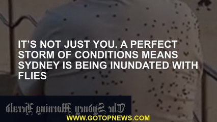 It’s not just you. A perfect storm of conditions means Sydney is being inundated with flies