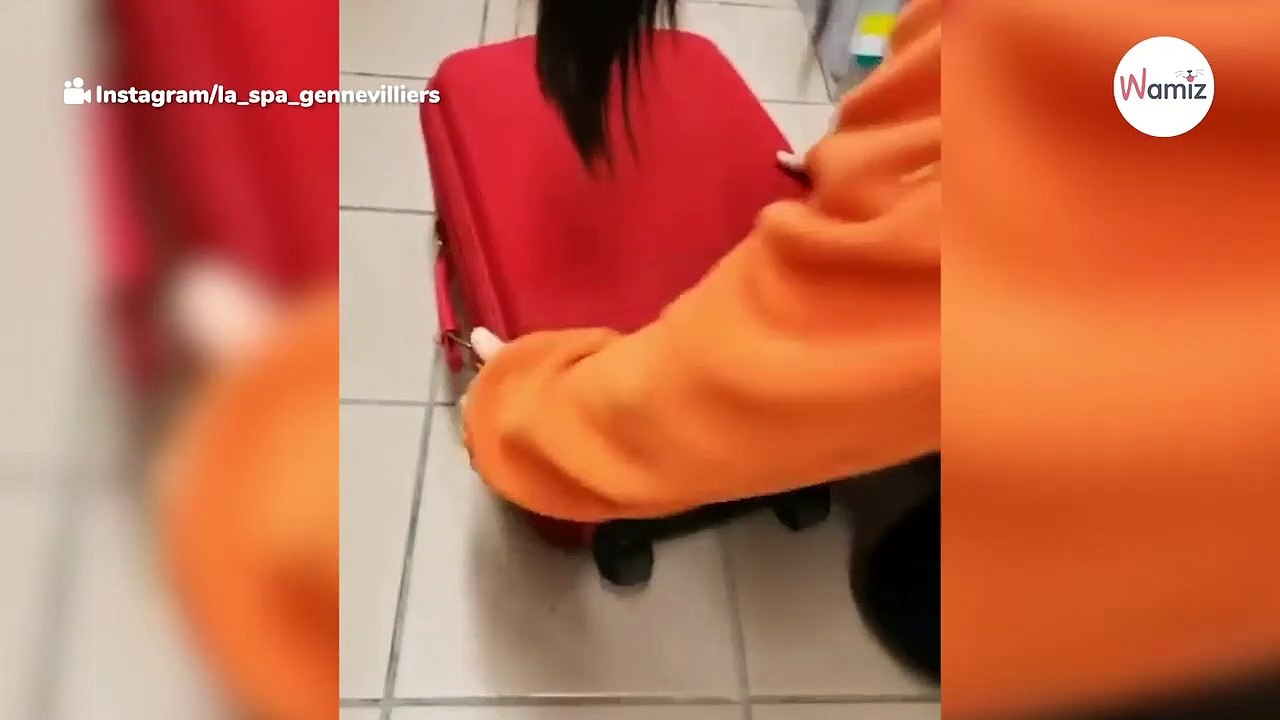 Sie findet einen herrenlosen Koffer Beim Öffnen gefriert ihr das Blut in den Adern!-index