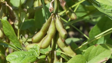 [녹색] 몸에 좋고 맛도 좋은 '청자5호', 검정콩 가공시장 이끈다 / YTN