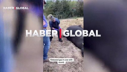 Karın şişkinliği olan ineği ölümden böyle kurtardı