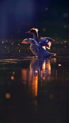 Best View | Best Video | Beautiful Birds in the World 13 | #nature #shortsvideo