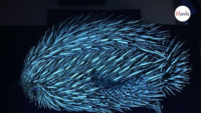 Une étude révèle que les chats ont la faculté de se rendre fluorescents