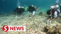 Youths dive in to save Semporna Island’s coral reefs