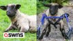 Disabled lamb back on her hooves - after rescuers build her an off-road wheelchair