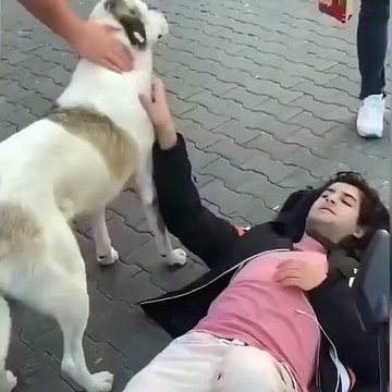 Sokak köpeği motosiklet kazası yapan gencin başından ayrılmadı! Ambulans gelene kadar bekledi