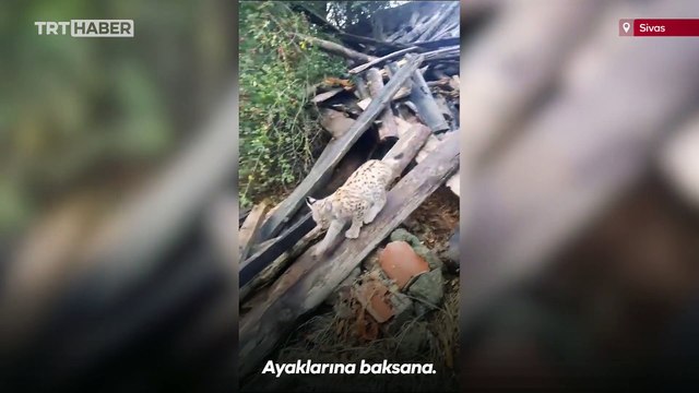 Köylülerin bulduğu vaşak yavrusu koruma altına alındı