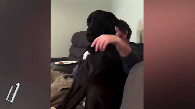 Televizyon izlerken köpeğini sevmek zorunda kalan adam