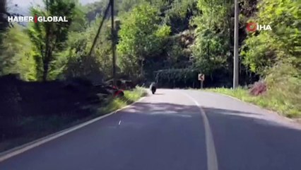 Asfalt yola inen boz ayı böyle görüntülendi