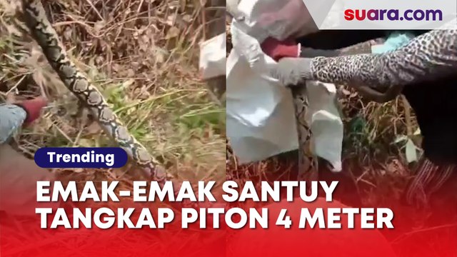 Viral Gerombolan Emak-emak Santai Tangkap Ular Piton Panjang 4 Meter: Makan Besar Kami Malam Ini