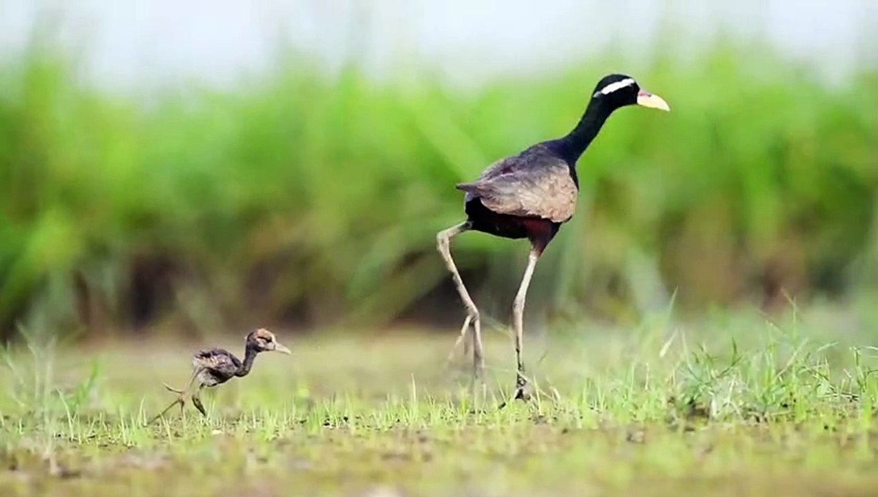 Bronze winged Jacana chicks _ Bronze winged Jacana _ Jacana _ Jacana chicks