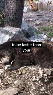 Motivational Quotes - Stronger than the Bear #quotes #inspirationalquotes #motivationalquotes #motivation #inspiration #quotes #quoteoftheday #love #quote #life #success #positivevibes #instagram #instagood #quotestagram #selflove #believe #happiness #lif