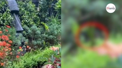 Hay un gato escondido en esta foto, solo 1 de cada 10 personas puede verlo