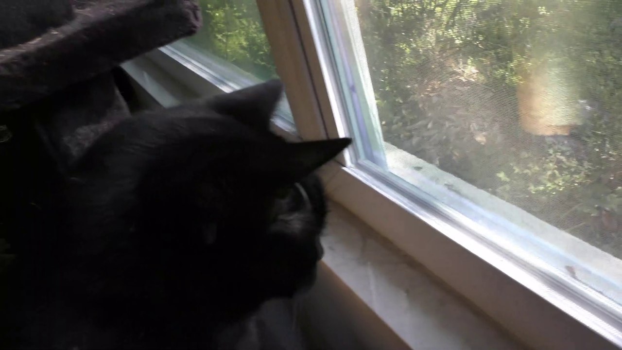 JInx & the Lizard
