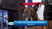 France : chiens détecteurs pour combattre punaises lit