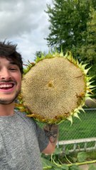 Monster Sunflower