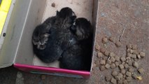 Gatinhos são resgatados após abandono e suspeita é multada em R$ 6 mil