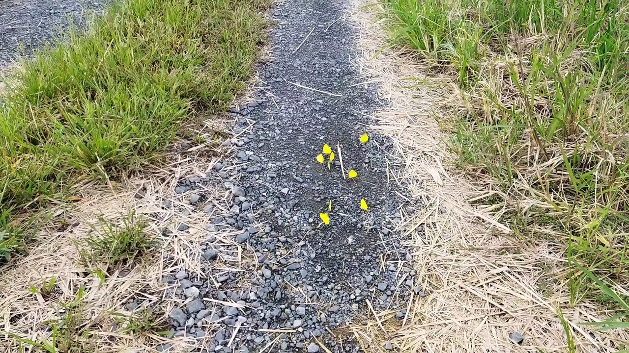 Yellow Butterfly