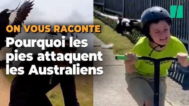 En Australie les pies attaquent les passants et les cyclistes, mais ce n’est pas gratuit