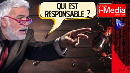 I-Média n°461 - Mondialisation, tiers-mondisation, ce qu’on vous cache sur les punaises de lit