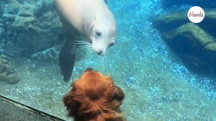 Elle emmène son chien d’assistance au zoo : un lion de mer lui envoie un baiser (Vidéo)
