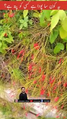 Does anyone know what plant this is?  l Imran Zaman l Mazar e Quaid