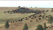 Cowboys and cowgirls stage rare bison roundup in South Dakota
