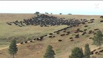 Cowboys and cowgirls stage rare bison roundup in South Dakota