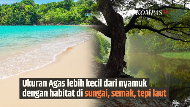 Awas Gigitan Agas, Serangga Kecil Mirip Nyamuk yang Menyakitkan | SINAU