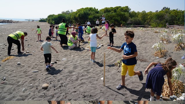 Mersin'de sahildeki kum zambakları koruma altına alındı