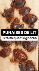 Oh punaise… de lit 