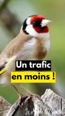 Un trafic en moins !