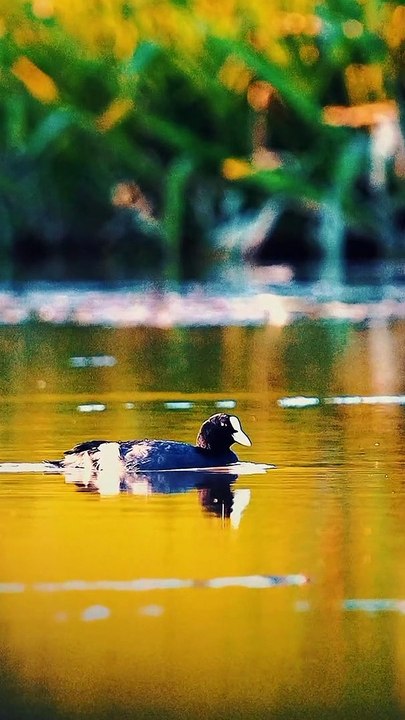 Best Nature Video | Beautiful Birds in the World 16 | #shortsvideo