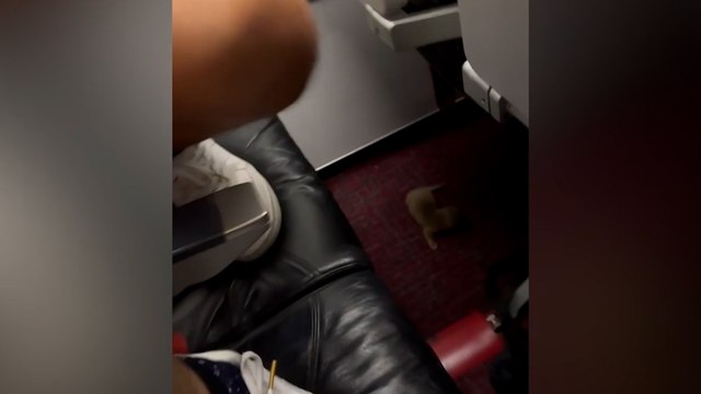 Une loutre et un rat s'échappent d'un bagage en plein vol et sèment la panique