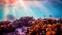 ¿Adaptación o extinción Especies marinas soportan elevadas temperaturas del planeta