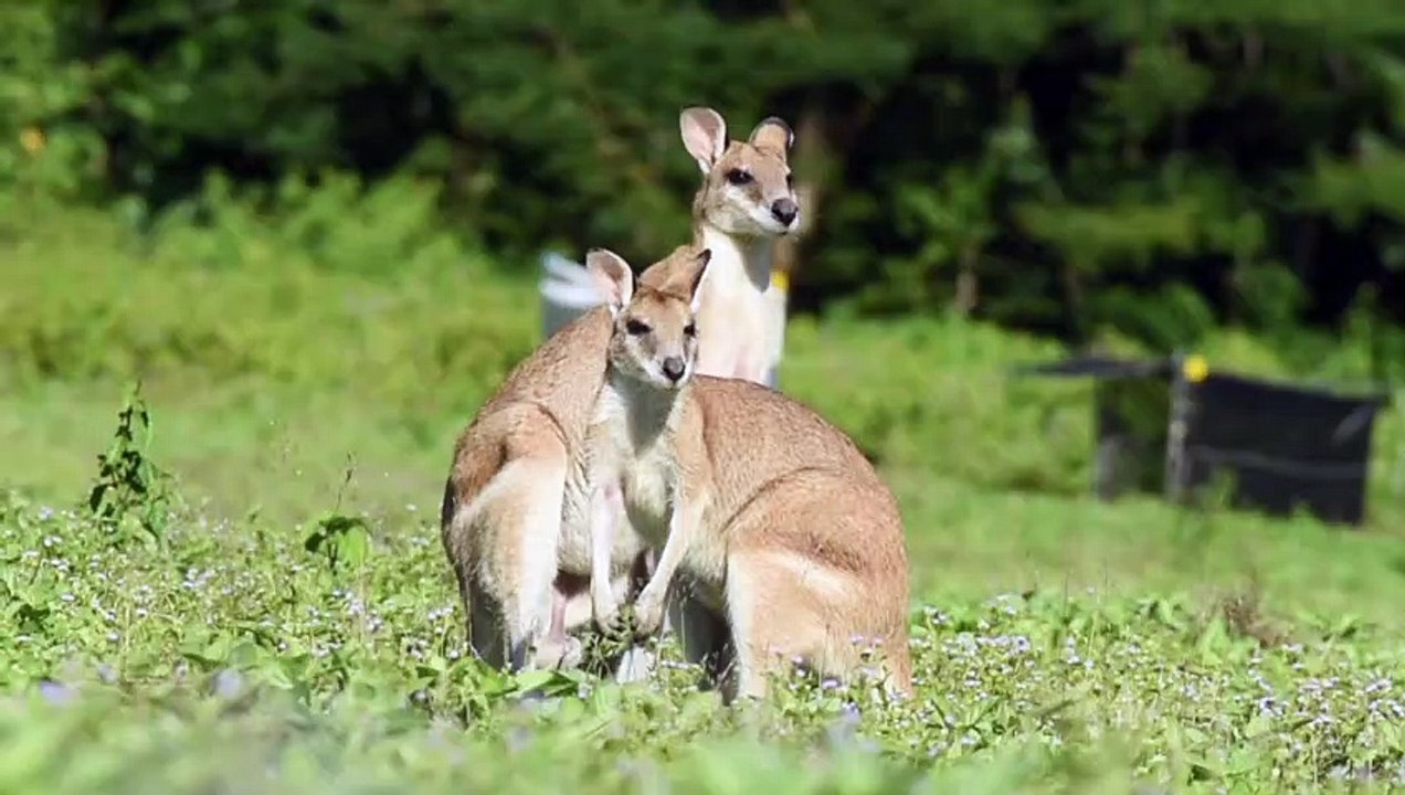 KANGAROOS IN STUNNINGK