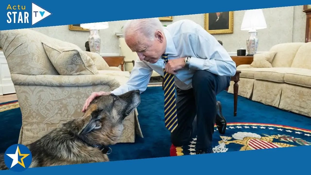 Joe Biden : comment ses chiens ont été discrètement mis au pas