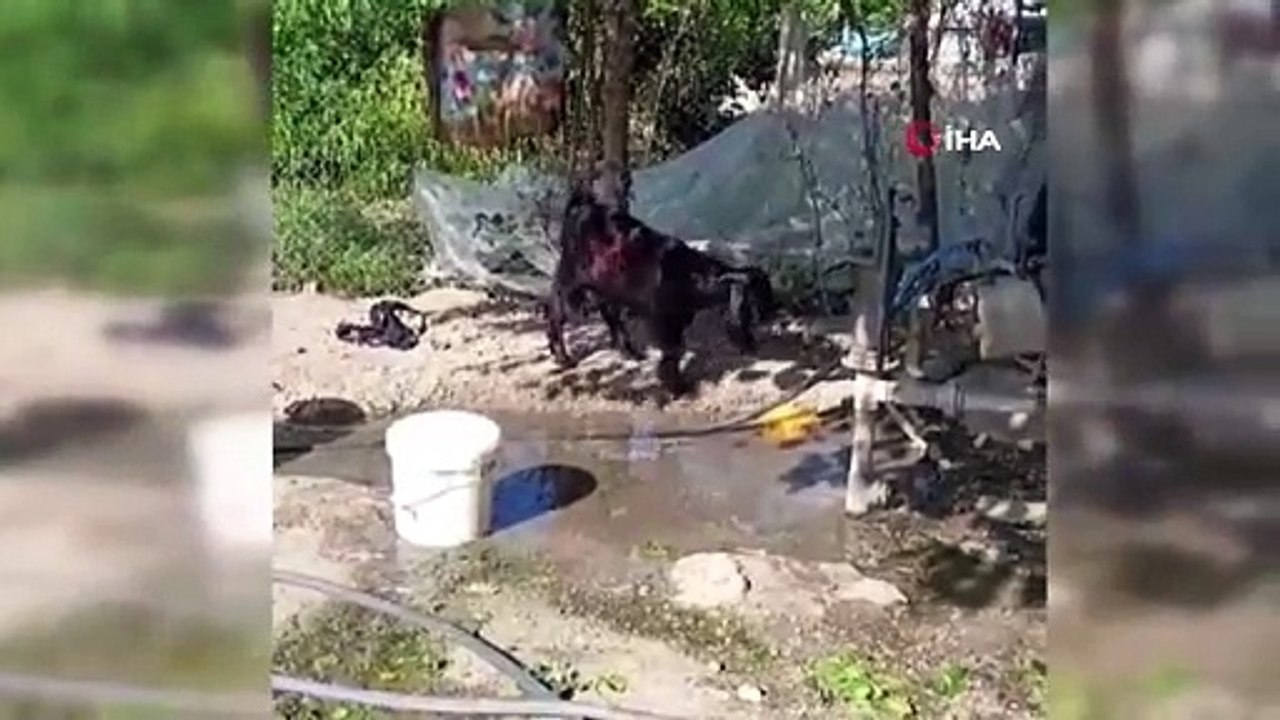 Çeşmeyi açıp musluktan su içen keçi ilgi odağı oldu