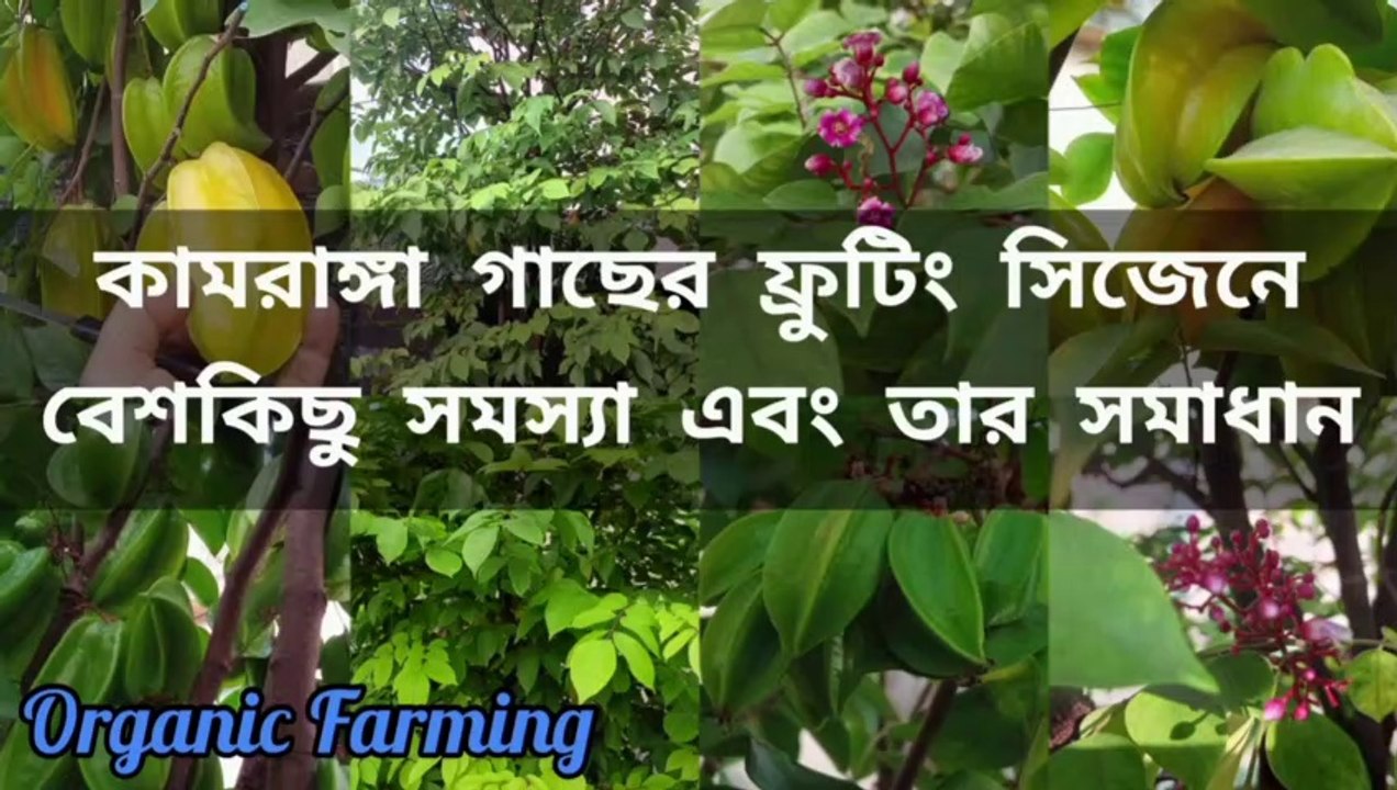 টবের মিষ্টি কামরাঙ্গা গাছে সার প্রয়োগ এবং অন্যান্য পরিচর্যা ।। Star Fruit Plant Care