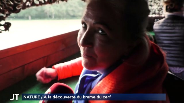 NATURE / A la découverte du brame du cerf