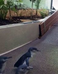 Ce manchot est tellement content de voir sa soigneuse préférée !