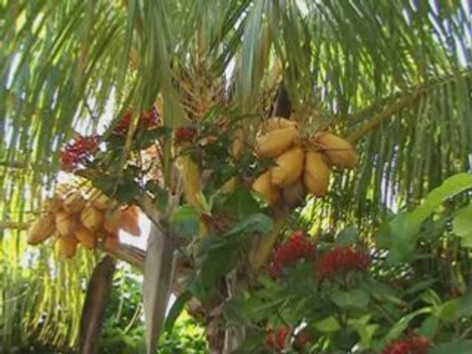 DIAPORAMA  DE  LA  GUADELOUPE