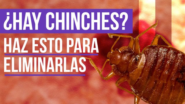 CHINCHES: ¿Cómo puedo prevenirme de una PLAGA?