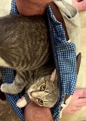 When Your Kitten Doesn't Understand Boundaries