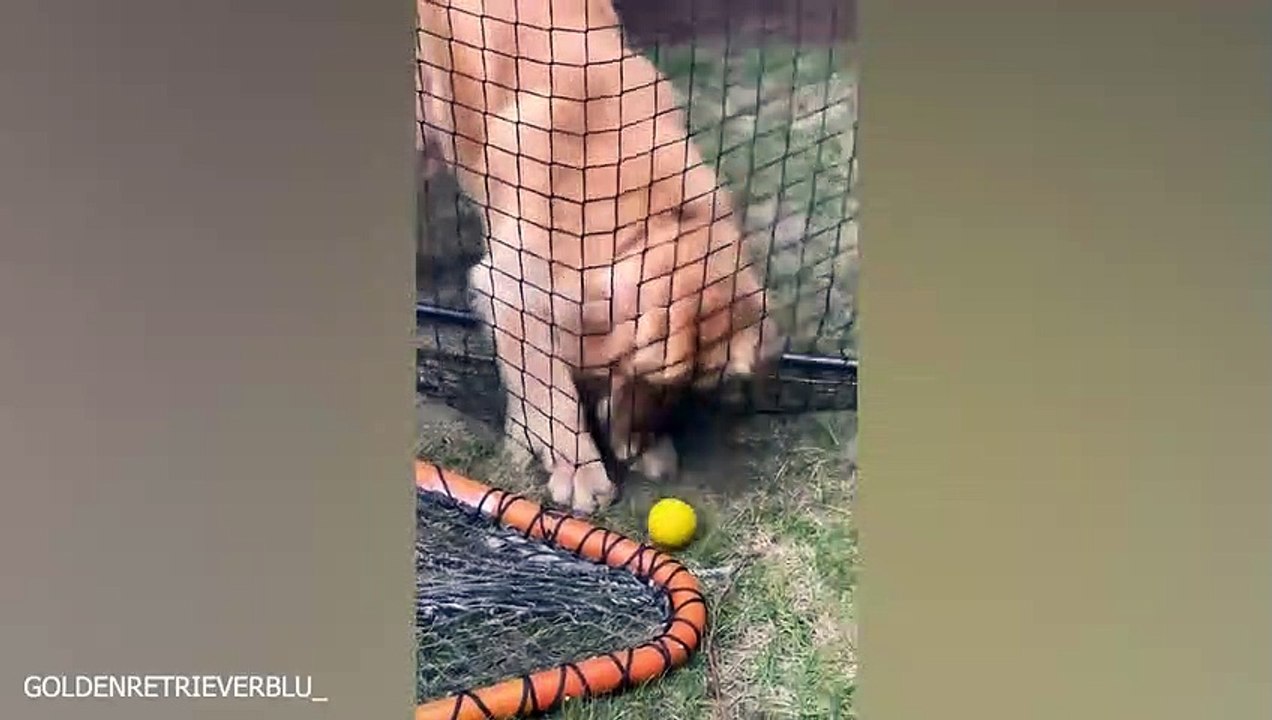 Don't try to mess with these dog - Funny Dog Videos 2023