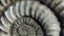 largest ammonites