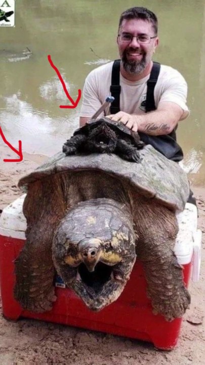 largest turtle ever