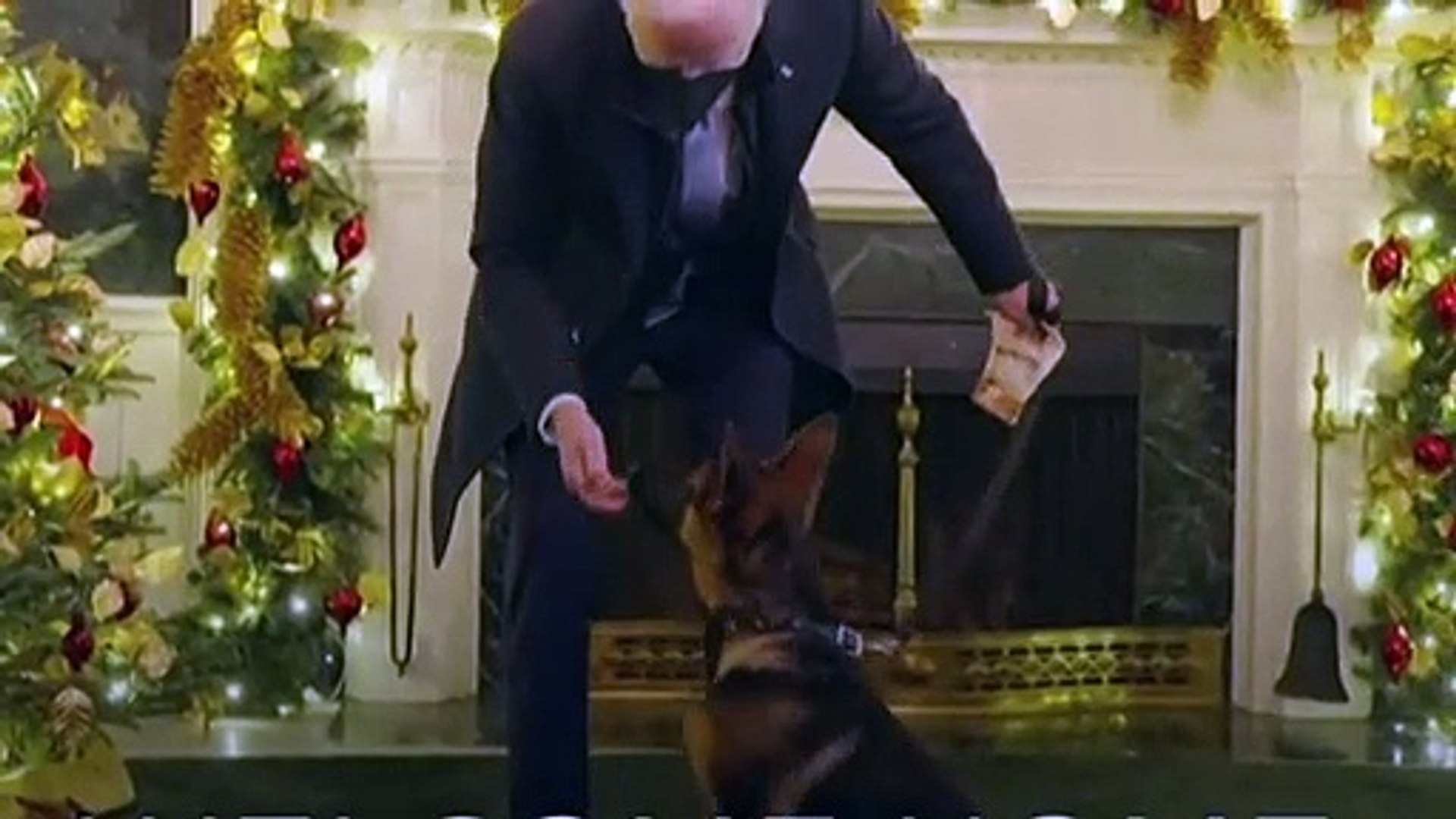 Conheça Commander, novo cachorro pastor alemão de Joe Biden