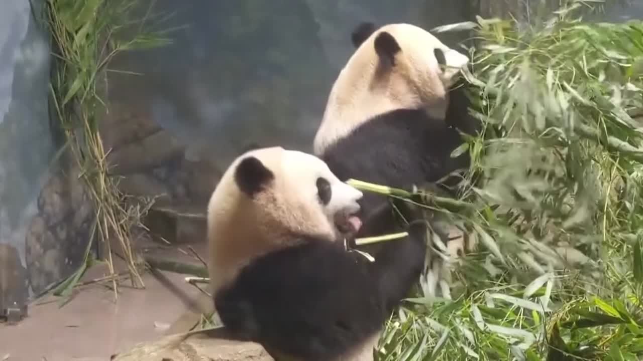 ¿El fin de la diplomacia panda en Estados Unidos?