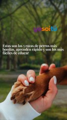 Estas son las 5 razas de perros más bonitas, aprenden rápido y son los más fáciles de educar